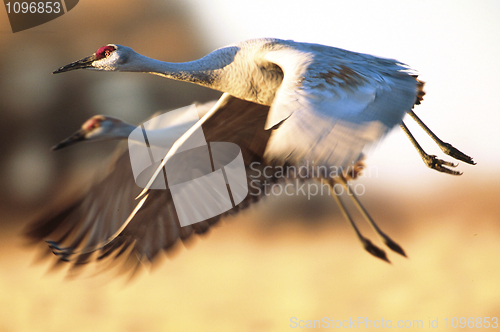 Image of Pair of Sandhill Cranes 