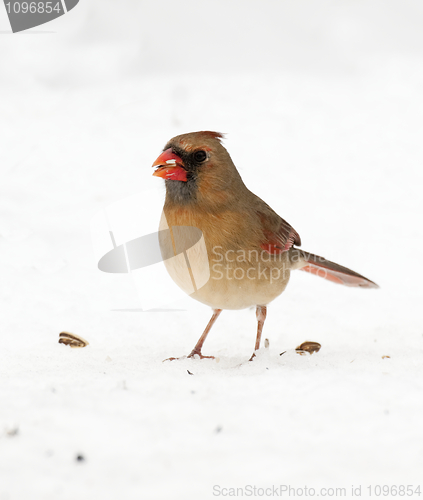 Image of Northern Cardinal