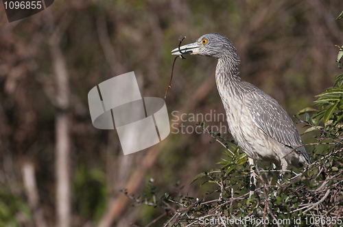 Image of Young Yellow-crowned Night Heron