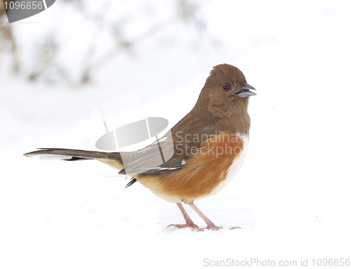 Image of Eastern Towhee