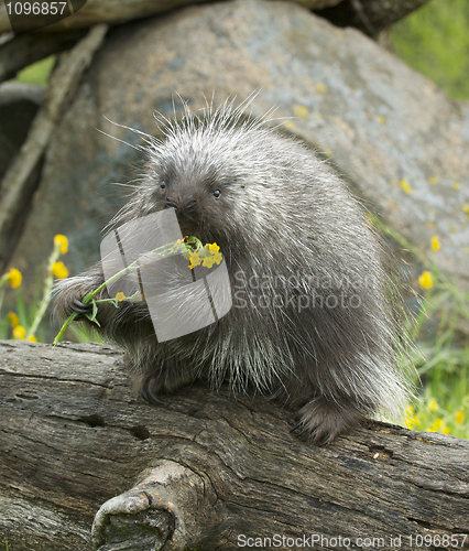 Image of Porcupine