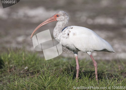 Image of Young White Ibis