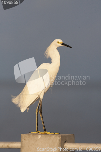 Image of Snowy Egret