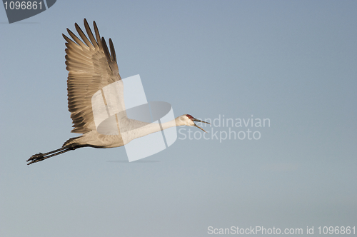 Image of Sandhill Crane