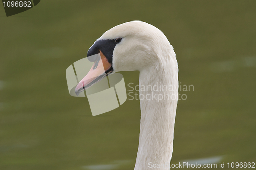 Image of Mute Swan