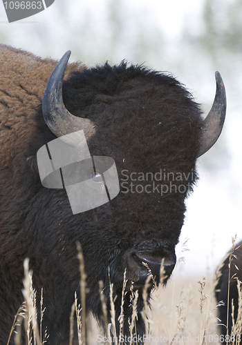 Image of American Bison