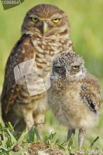 Image of Burrowing Owls