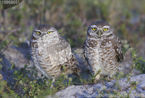 Image of Burrowing Owl