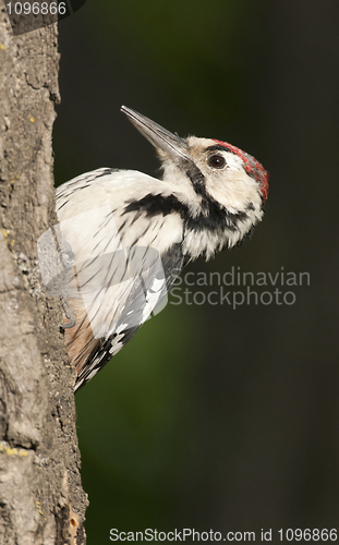 Image of White-backed Woodpecker