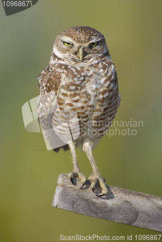 Image of Burrowing Owl