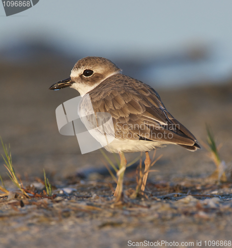 Image of Wilson's Plover