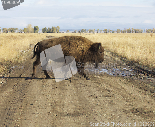 Image of American Bison