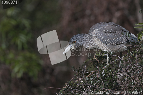 Image of Young Yellow-crowned Night Heron