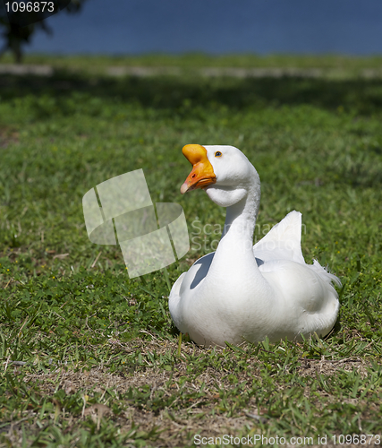 Image of Mute Swan