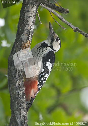 Image of White-backed Woodpecker