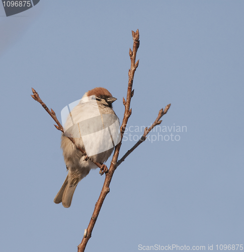 Image of Tree Sparrow
