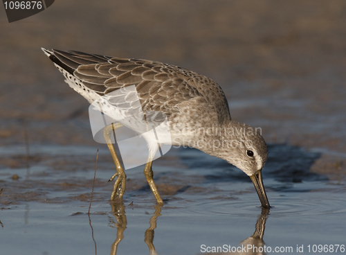 Image of Short-billed Dowitcher