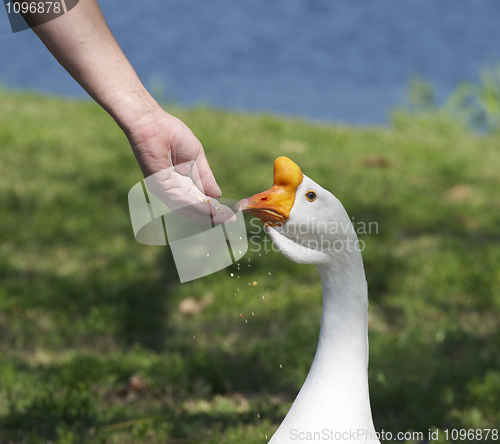 Image of Swan Goose