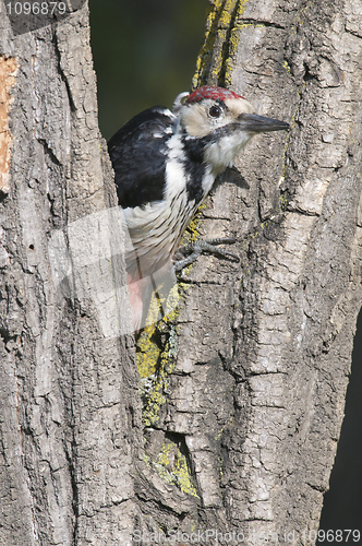 Image of White-backed Woodpecker