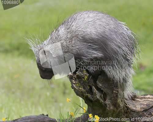 Image of Porcupine