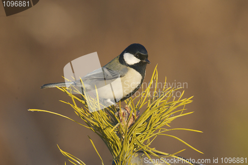 Image of Eastern Great Tit