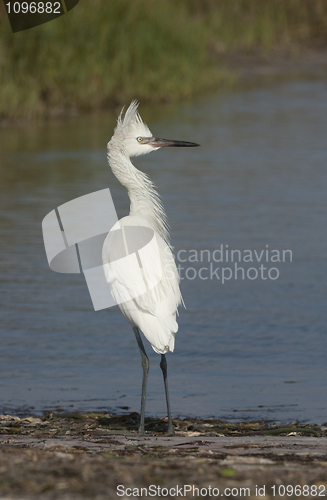 Image of White Morph Reddish Egret