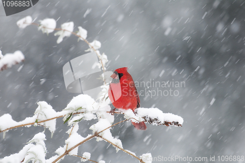 Image of Northern Cardinal