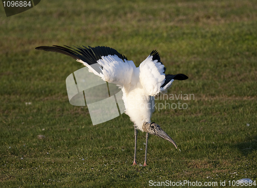 Image of Wood Stork