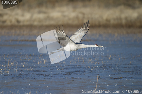 Image of SandHill Crane