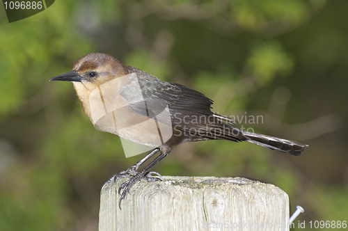 Image of Boattail Grackle