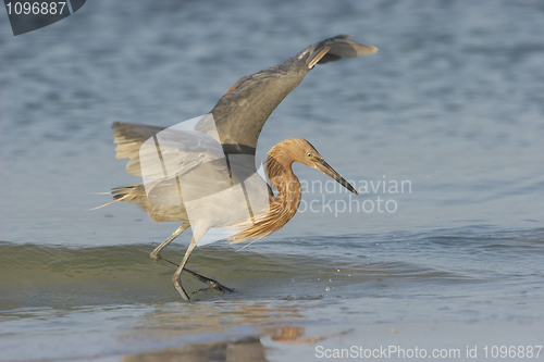 Image of Reddish Egret