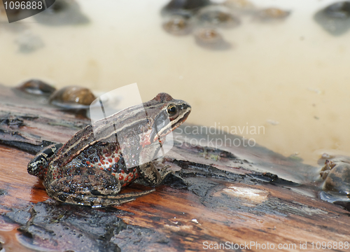 Image of Amur Toad or Frog
