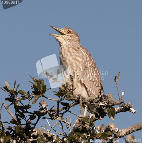 Image of Black-crowned Night Heron