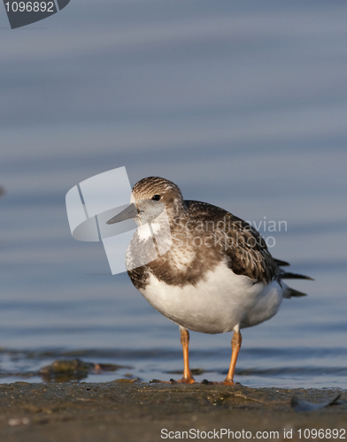 Image of Ruddy Turnstone