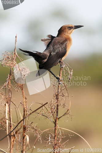 Image of Boattail Grackle