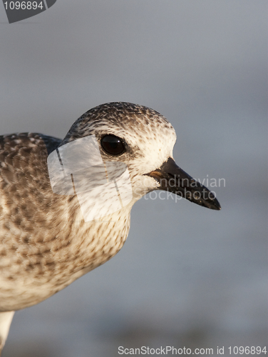 Image of Black-bellied Plover