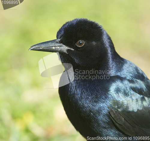 Image of Boattail Grackle