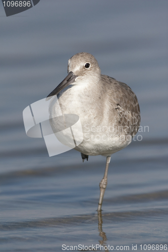 Image of Eastern Willet