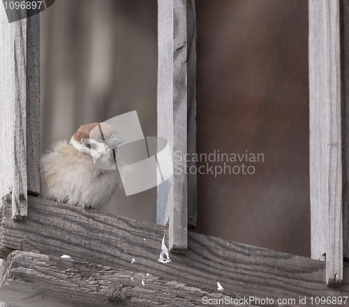 Image of Tree Sparrow