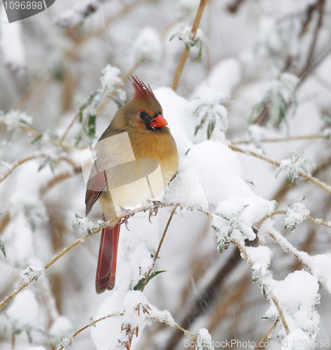 Image of Northern Cardinal