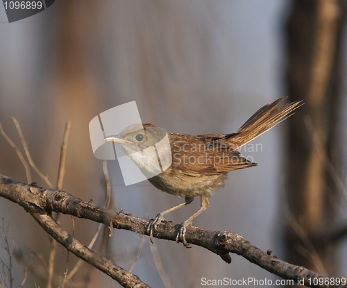 Image of Thick-billed Warbler