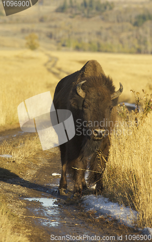 Image of American Bison