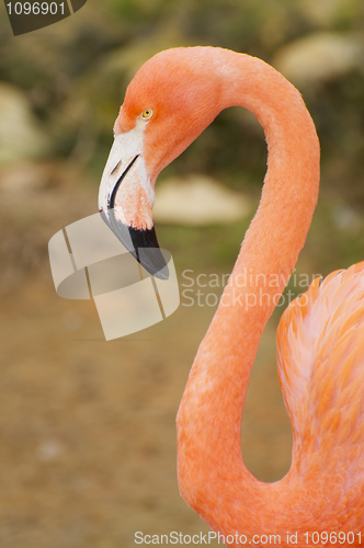 Image of Flamingo portrait