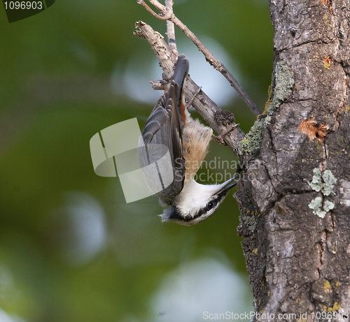 Image of Eurasian Nuthatch