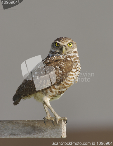 Image of Burrowing Owl