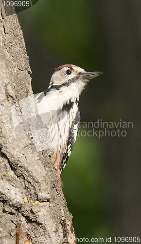 Image of White-backed Woodpecker