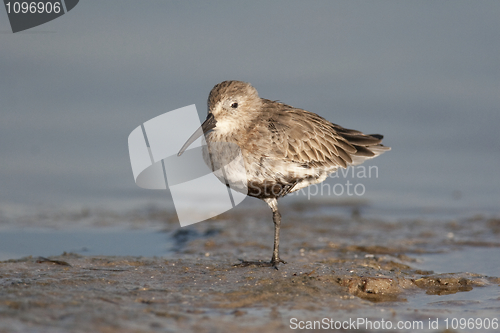 Image of Dunlin