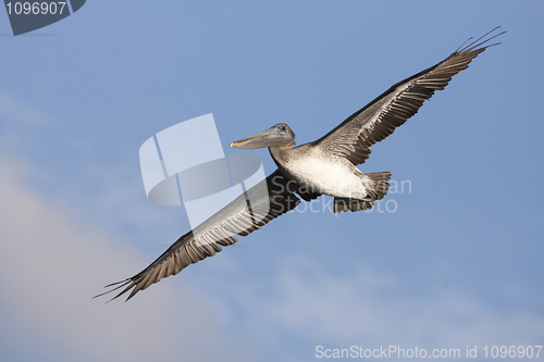 Image of Brown Pelican