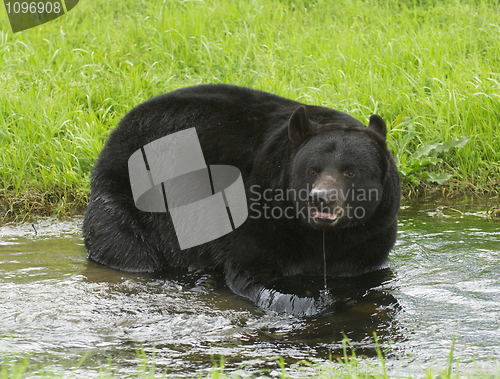 Image of American Black Bear