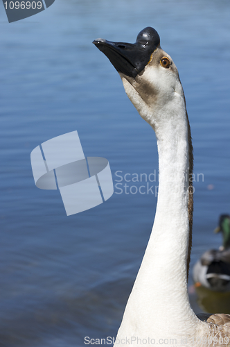 Image of Swan Goose